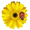 Lady Bug and Daisy Pictures, Images and Photos