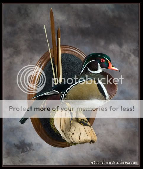 pics of wood duck mounts - Refuge Forums