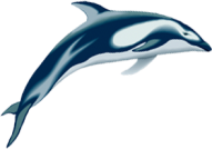  photo 42883a2d.png