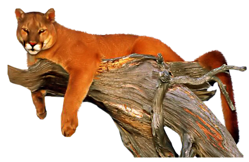  photo 69d53ea1.png