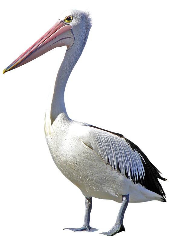  photo 2477450_zps06f68450.png