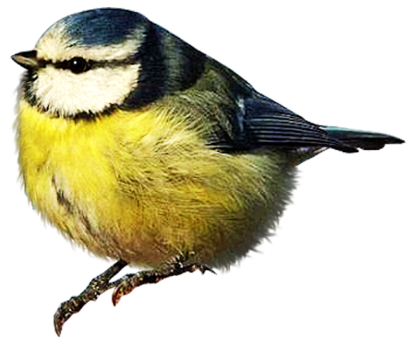  photo 2477493_zpse6d7731f.png