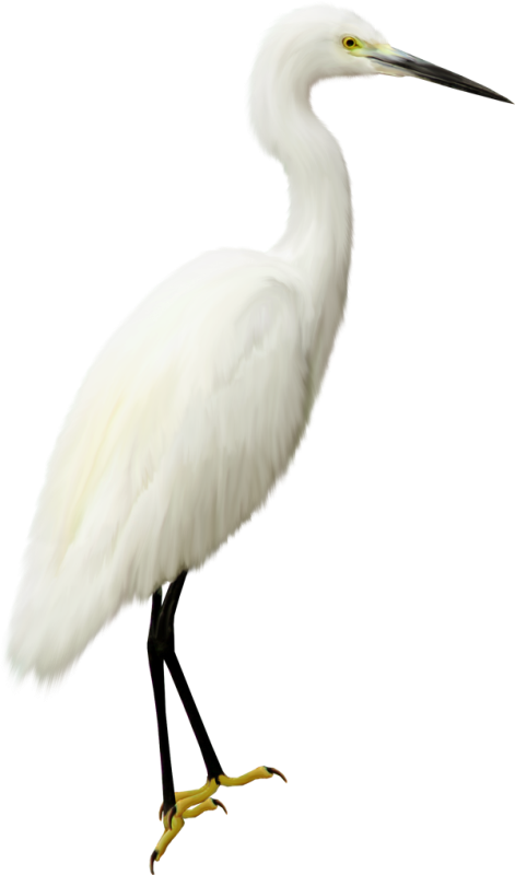  photo 2477496_zps5a524139.png
