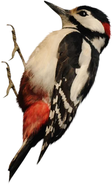  photo 2936619_zpscb1dd46e.png