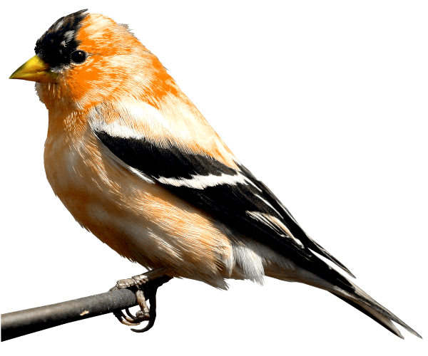  photo 2936630_zps081ee1c0.png