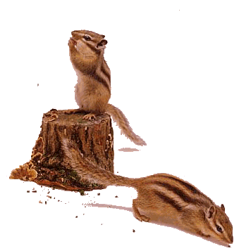  photo eekhoorn31_zpsf8d76804.gif