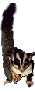  photo eekhoorn4_zpscba2700b.gif