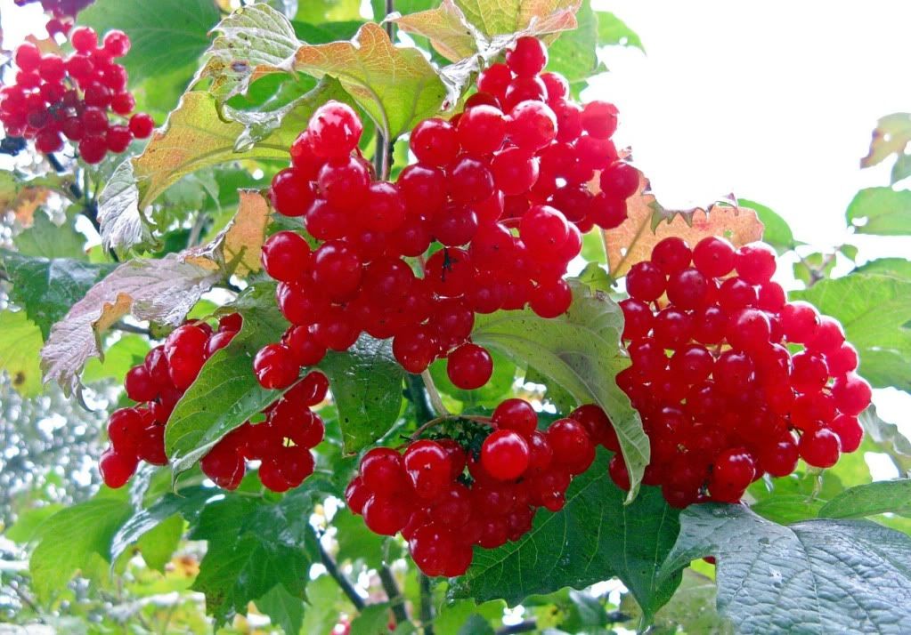 http://i161.photobucket.com/albums/t238/damatref/Zamok-3/0_6ec31_cc0fad0b_-2-XXXL.jpg
