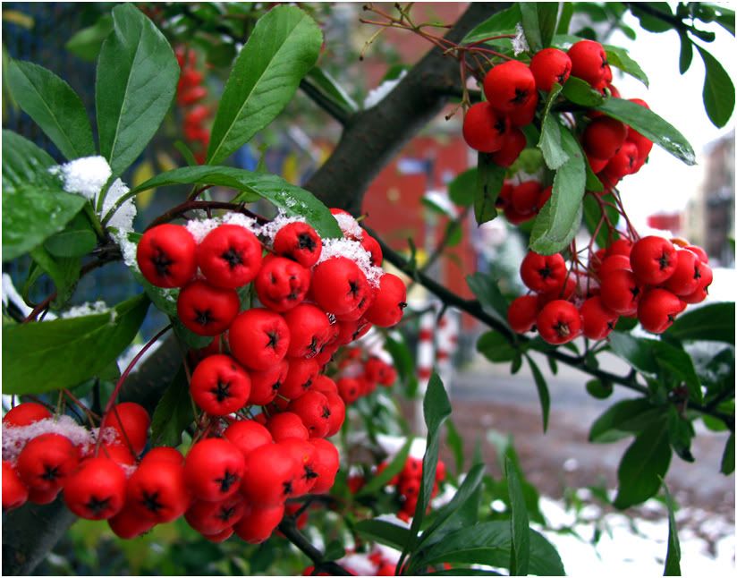 http://i161.photobucket.com/albums/t238/damatref/Zamok-3/3034756_large.jpg