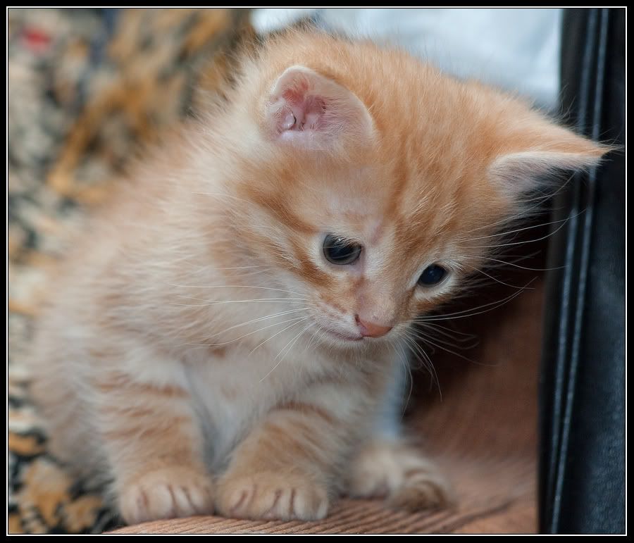 http://i161.photobucket.com/albums/t238/damatref/Zamok-3/3968659_large.jpg